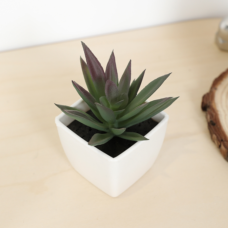 Bonsai Garden Kit - Tanaman pot kecil cangkir peri sukulen