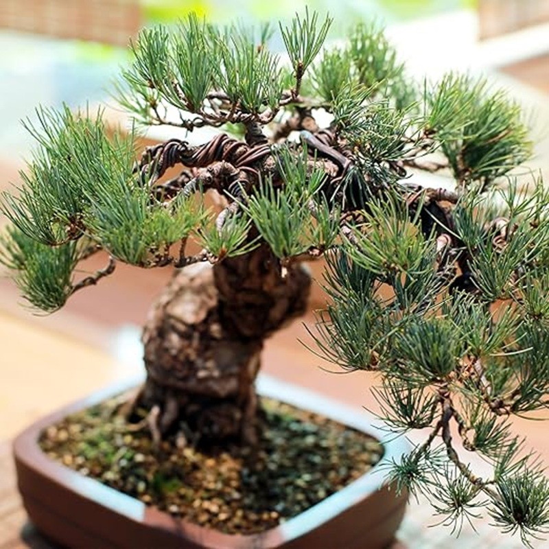 Kawat Aluminium Pembentuk Poho - Bonsai Garden Design ulasan dan harga