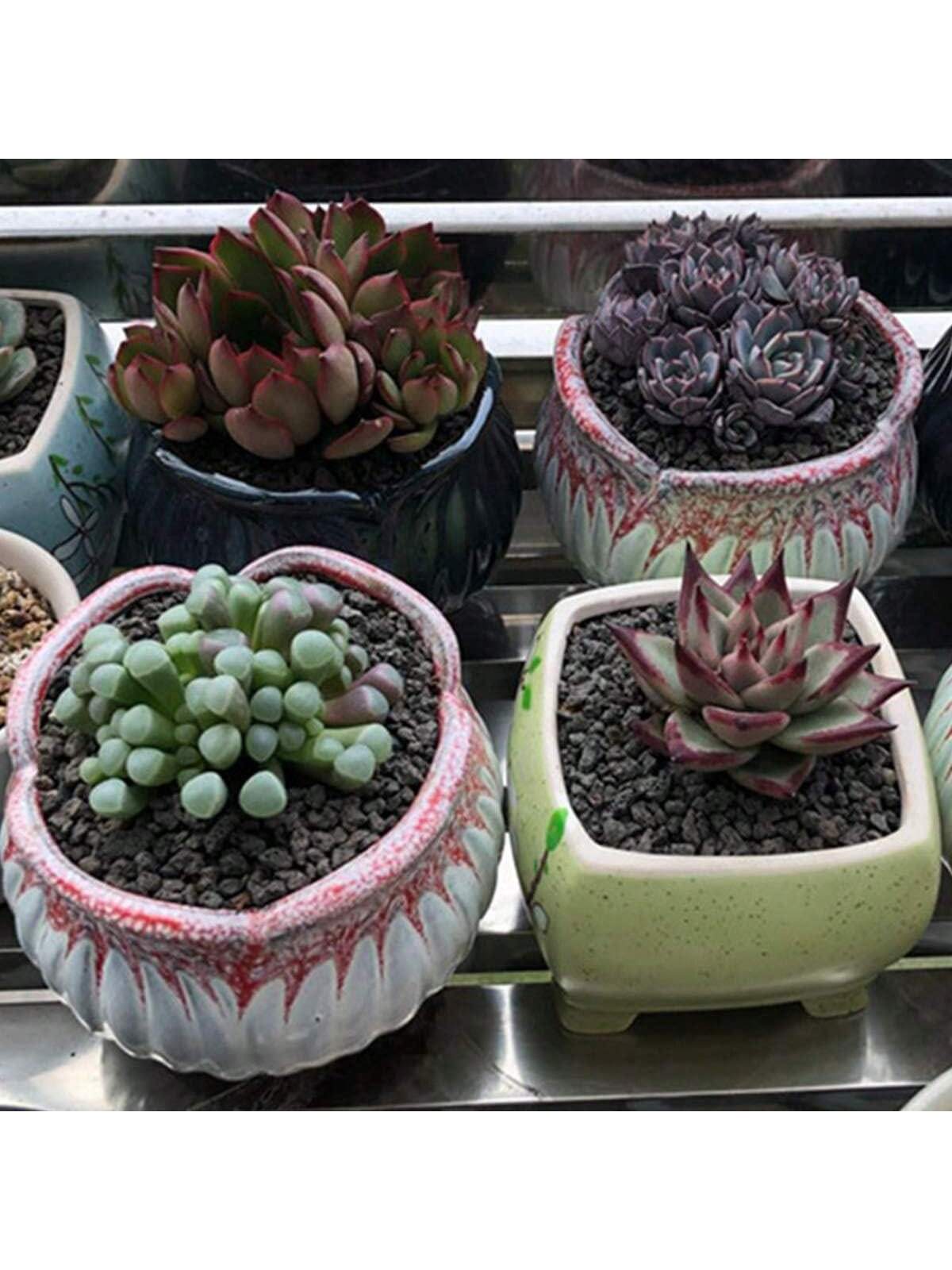 Aditif tanah batu Lava Horticu - Sphagnum Moss Bag ulasan dan harga
