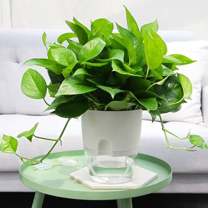 Pot Tanaman Self Watering, Pot - Sphagnum Moss Bag ulasan dan harga