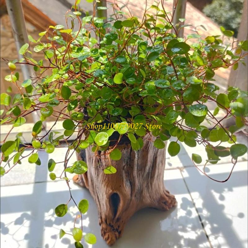 C4DF Pot Bunga Semen Penanam S - Bonsai Garden Design ulasan dan harga