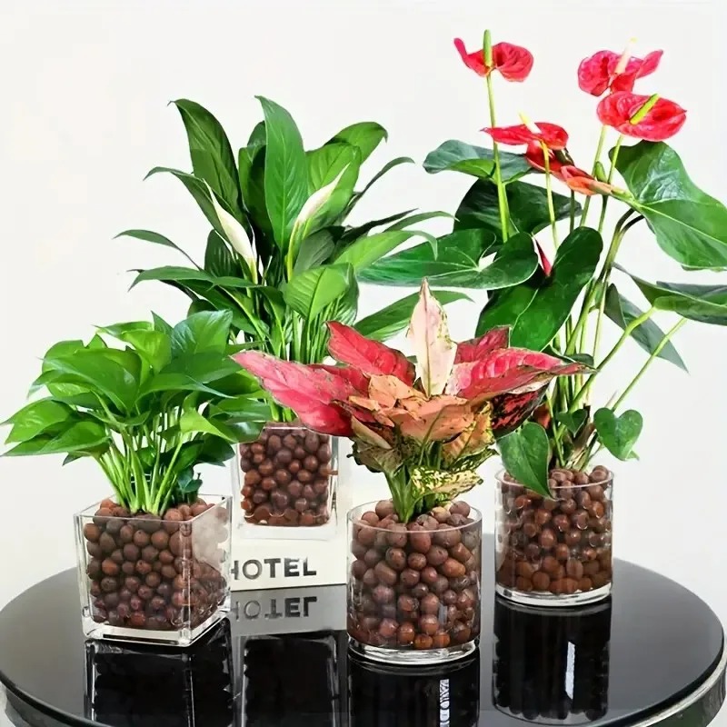 1 Buah Kerikil Tanah Liat Hidr - Sphagnum Moss Bag ulasan dan harga